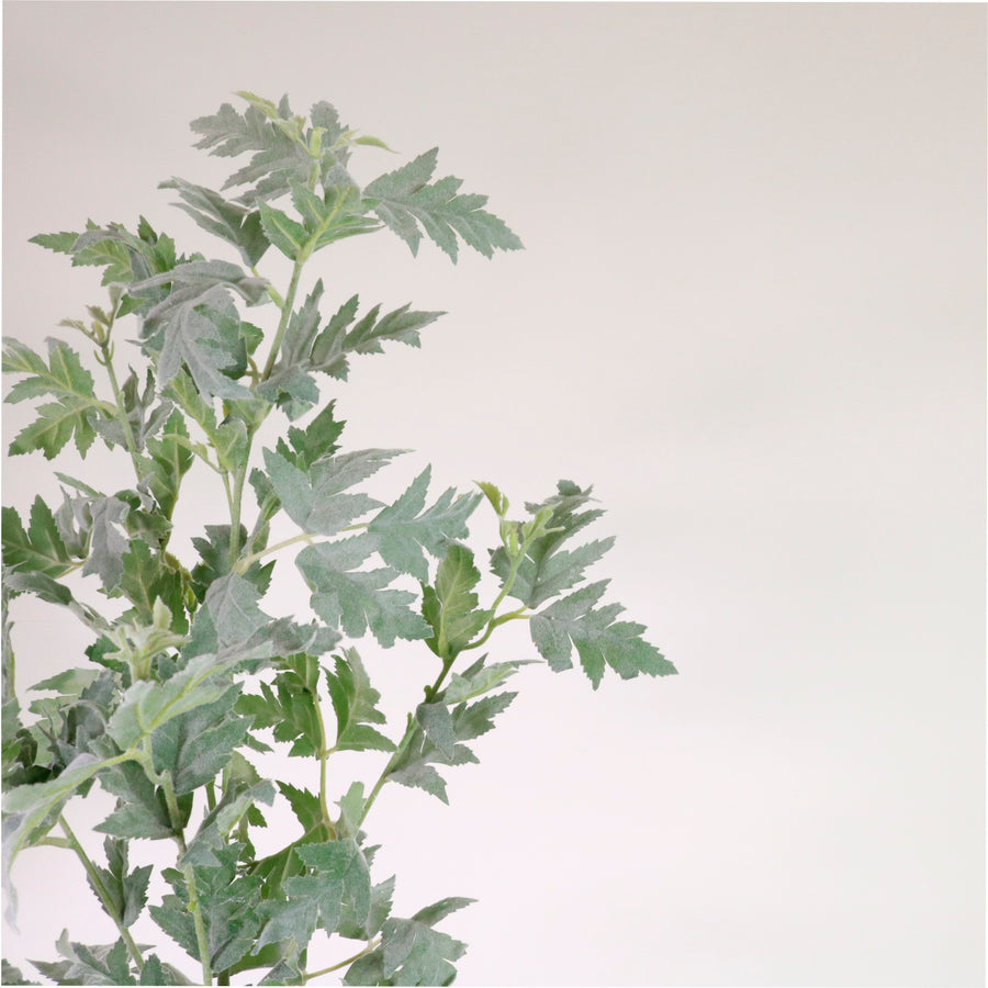 Dusty Miller Spray (Extra Large)