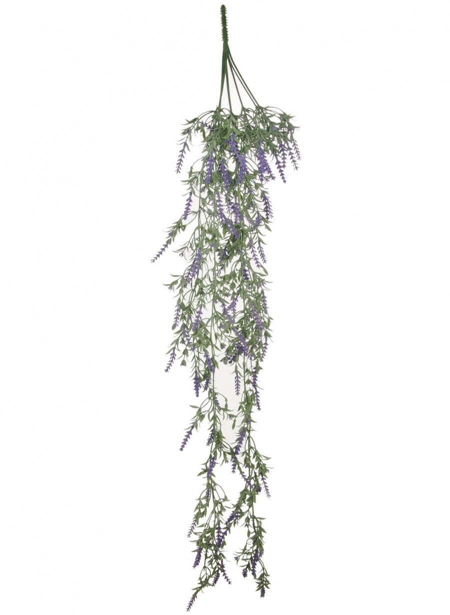 trailing lavender plants Trailing Lavender