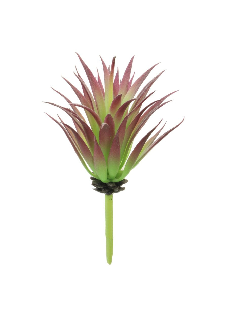 little jewel succulent flowers Little Jewel Succulent (Short Stem)