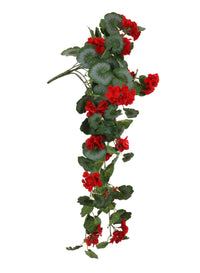 Trailing Soft Geranium