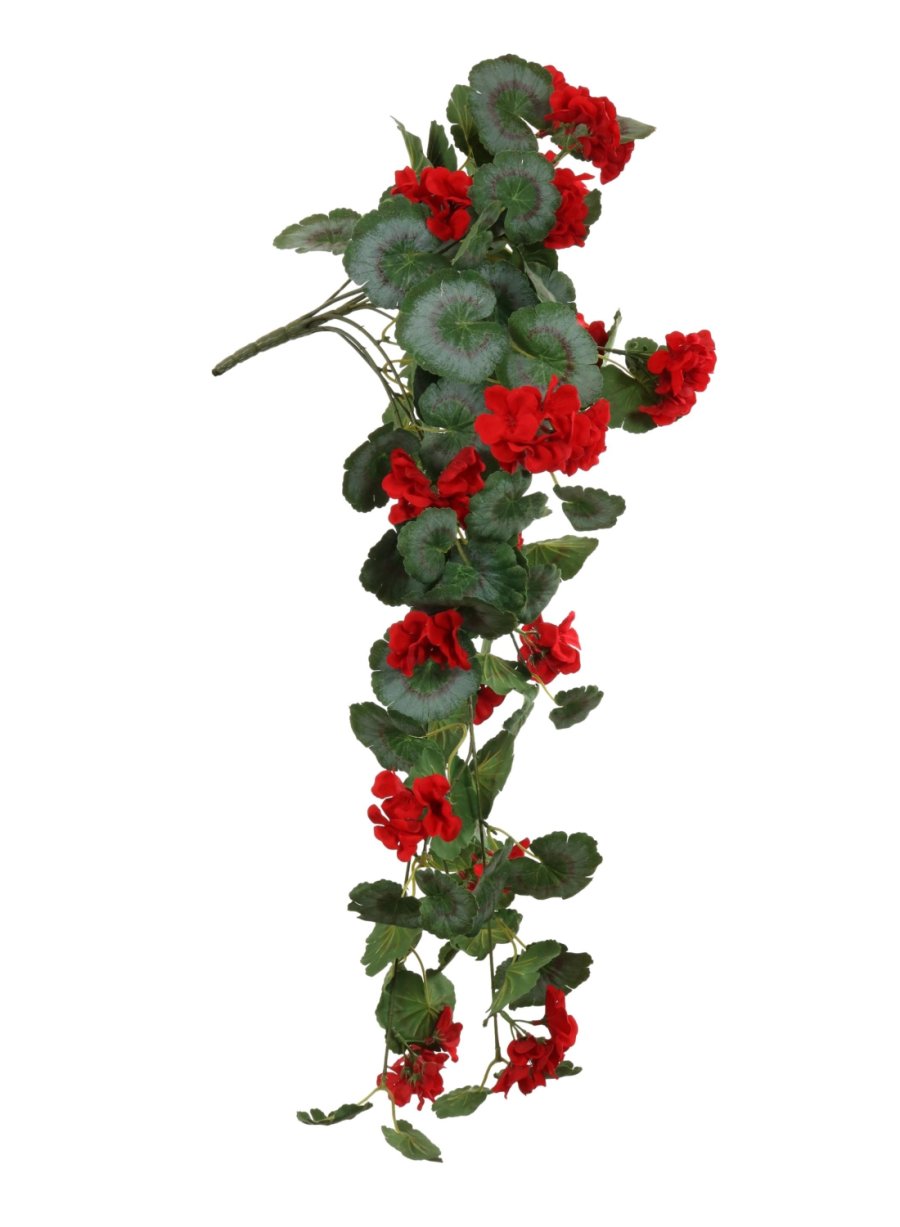 Trailing Soft Geranium