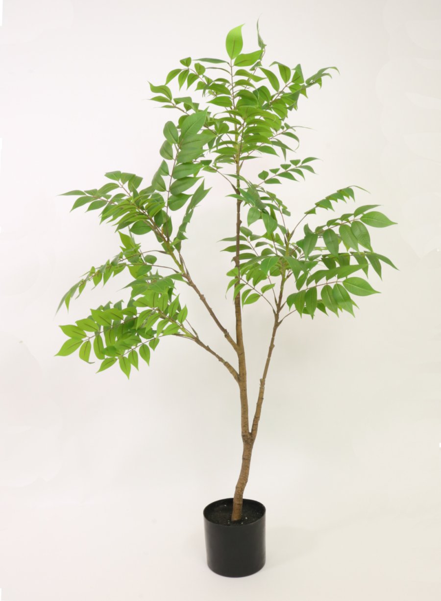 ailanthus altissima uk Ailanthus Altissima tree (120cm)