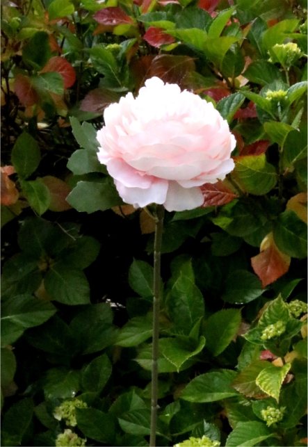 Ranunculus – Lotus Imports Ltd