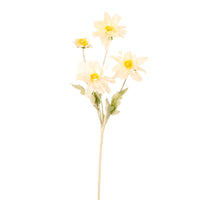 Chrysanthemum Japonense Spray