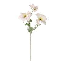 Trumpet Valentina Spray