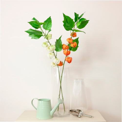 Chinese Lantern Stem