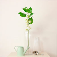 Chinese Lantern Stem