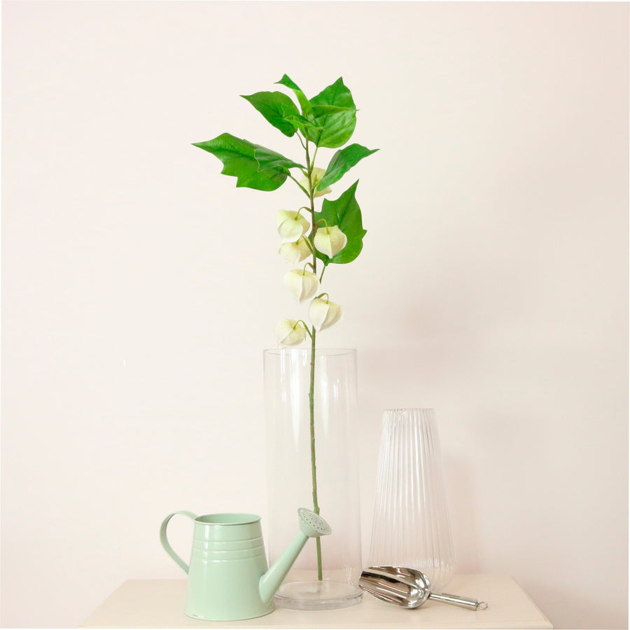 Chinese Lantern Stem