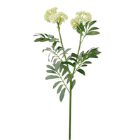 Dusted Elderberry Spray