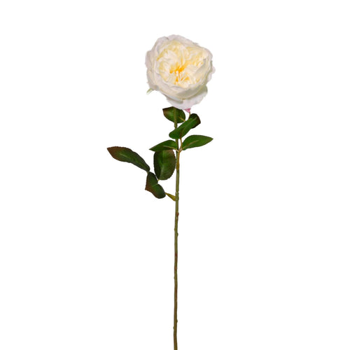 Austin Rose Stem