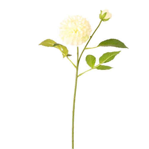 Pompom Dahlia Stem
