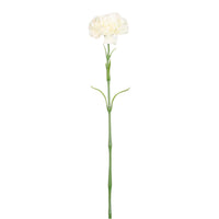 Ruffled Carnation Stem