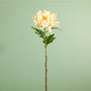 Single Garden Chrysanthemum Stem