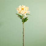 Single Garden Chrysanthemum Stem