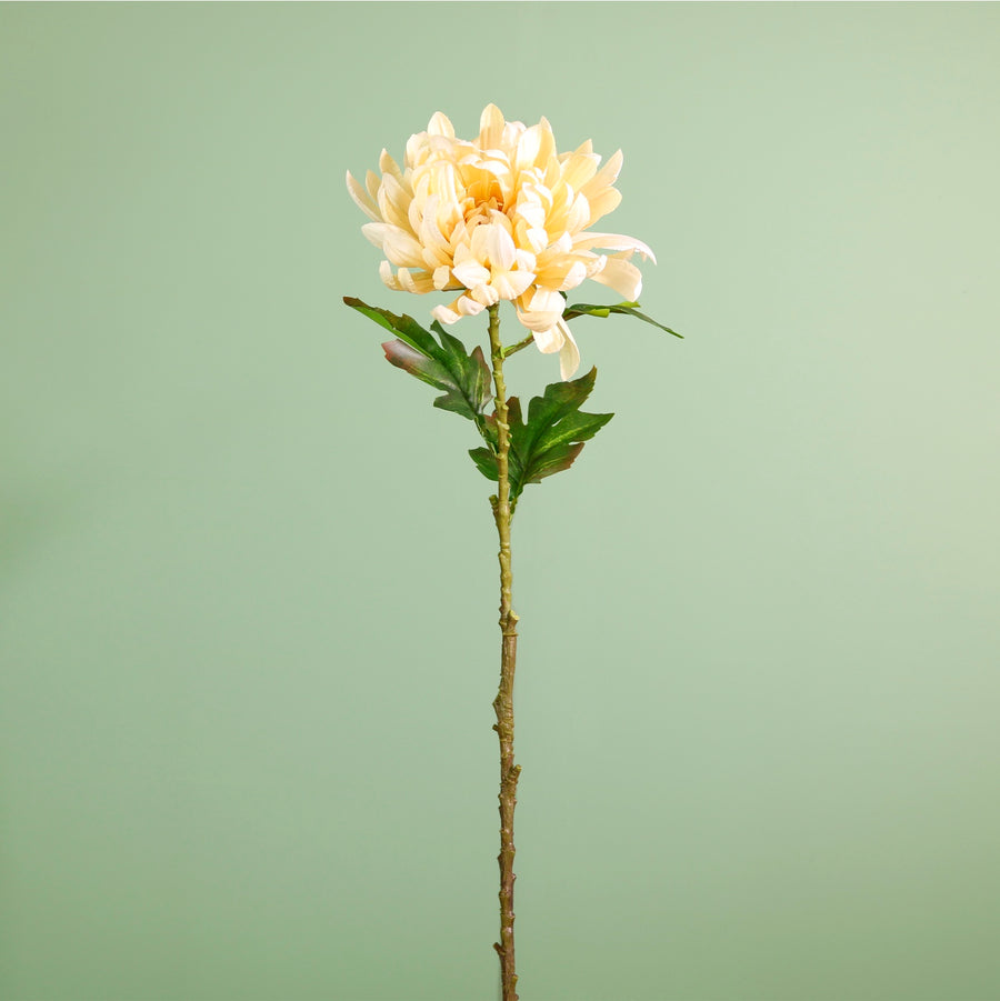 Single Garden Chrysanthemum Stem