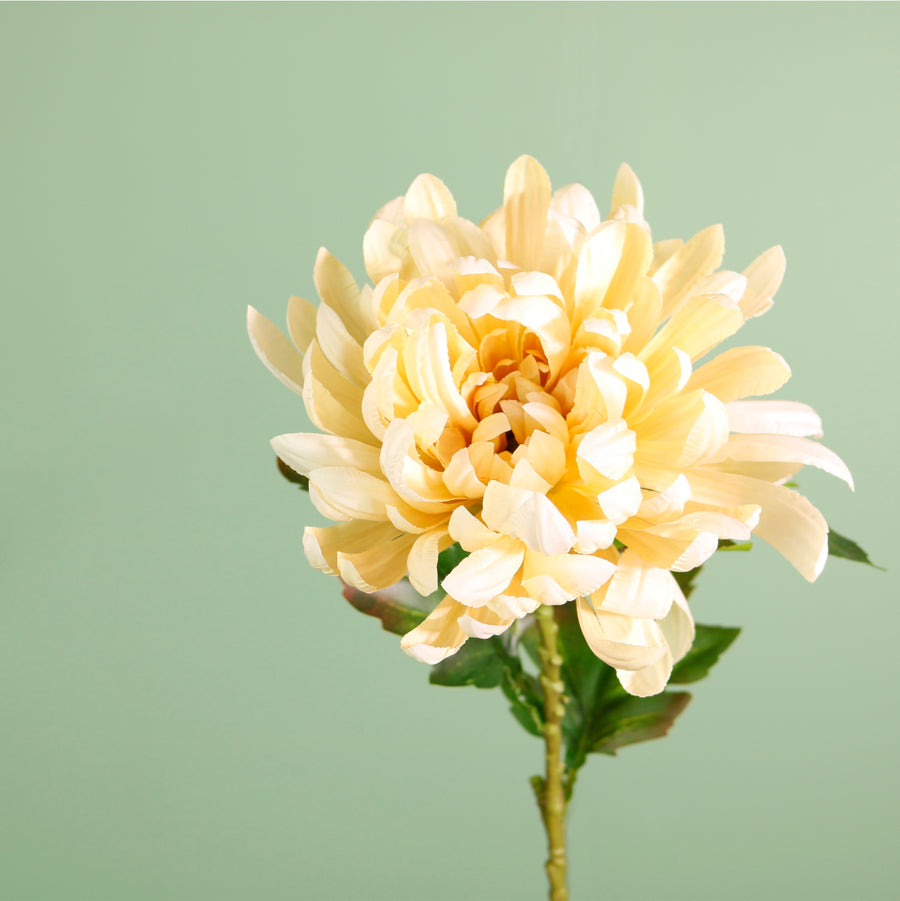 Single Garden Chrysanthemum Stem