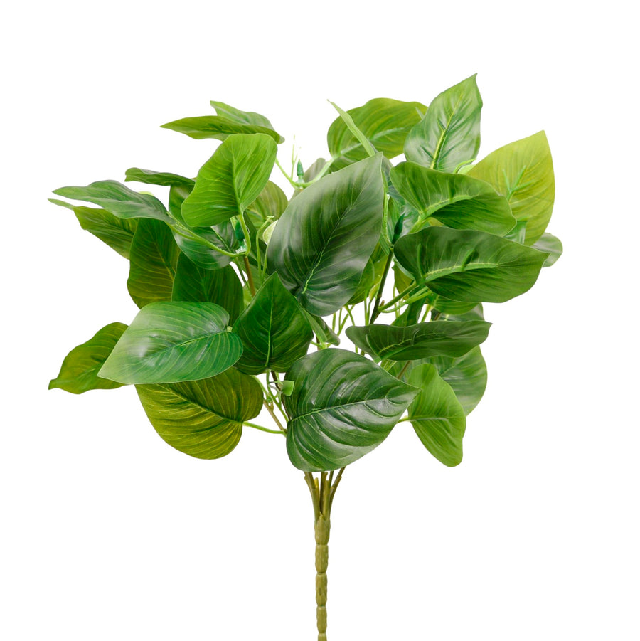 Jade Pothos Bunch Large