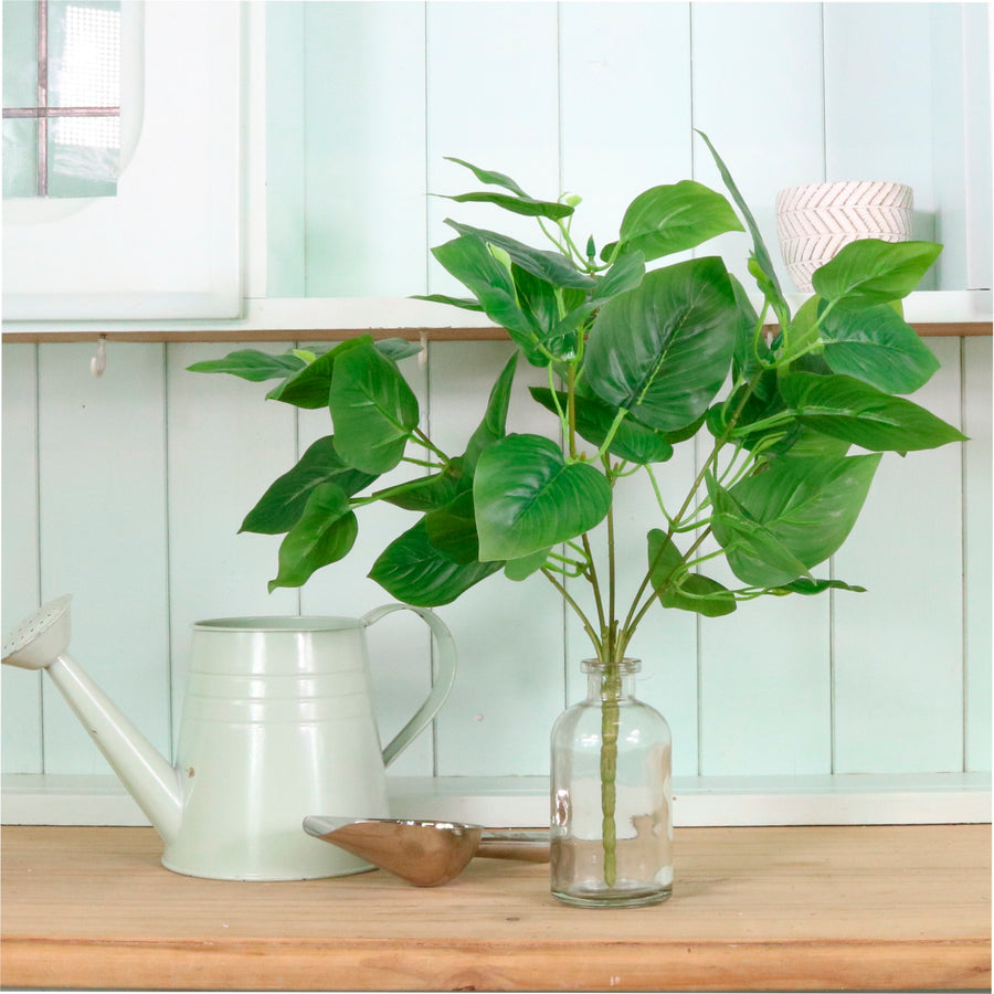 Jade Pothos Bunch Large
