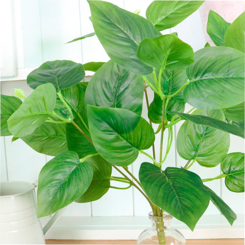 Jade Pothos Bunch Large