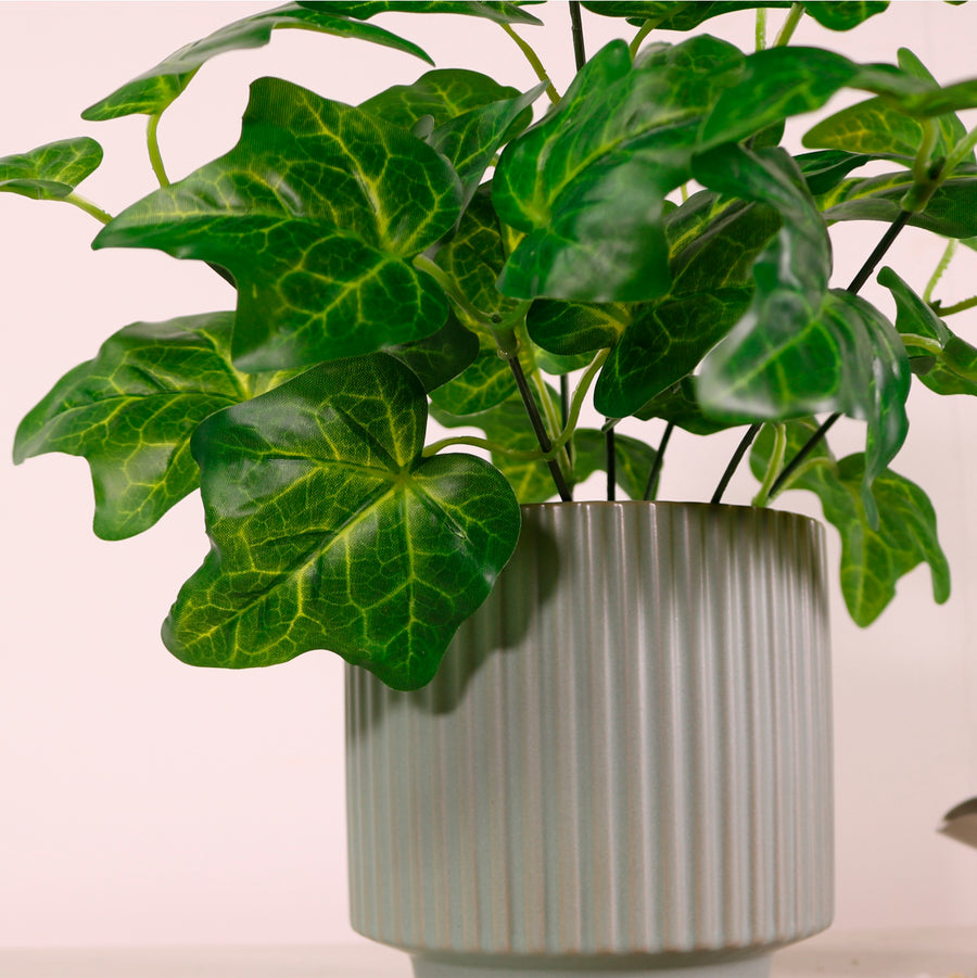 Medium Veined Ivy Bunch Natural Green