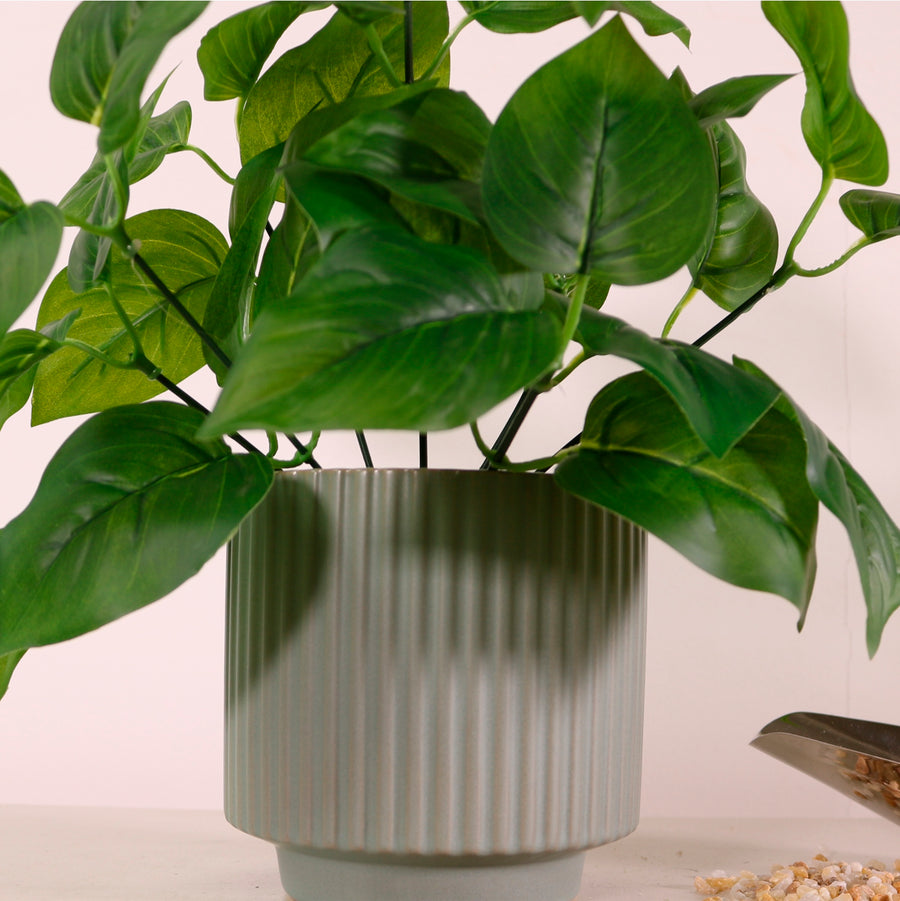 Medium Jade Pothos Bunch Natural Green