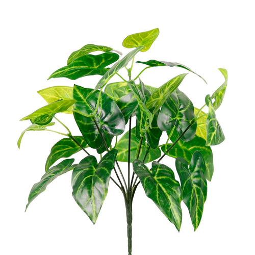 Medium Veined Philodendron Bunch Natural Green