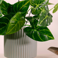 Medium Veined Philodendron Bunch Natural Green