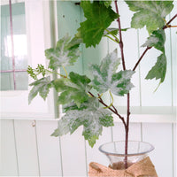 Wild Grape Leaf Spray