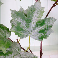 Wild Grape Leaf Spray