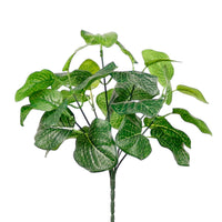 Medium Nerve Plant Bunch Natural Green