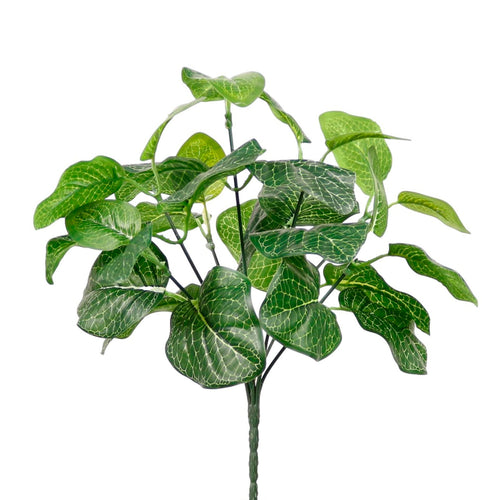 Medium Nerve Plant Bunch Natural Green