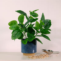 Medium Nerve Plant Bunch Natural Green