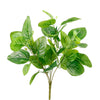 Large Nerve Plant Bunch Natural Green