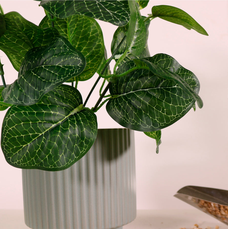 Large Nerve Plant Bunch Natural Green