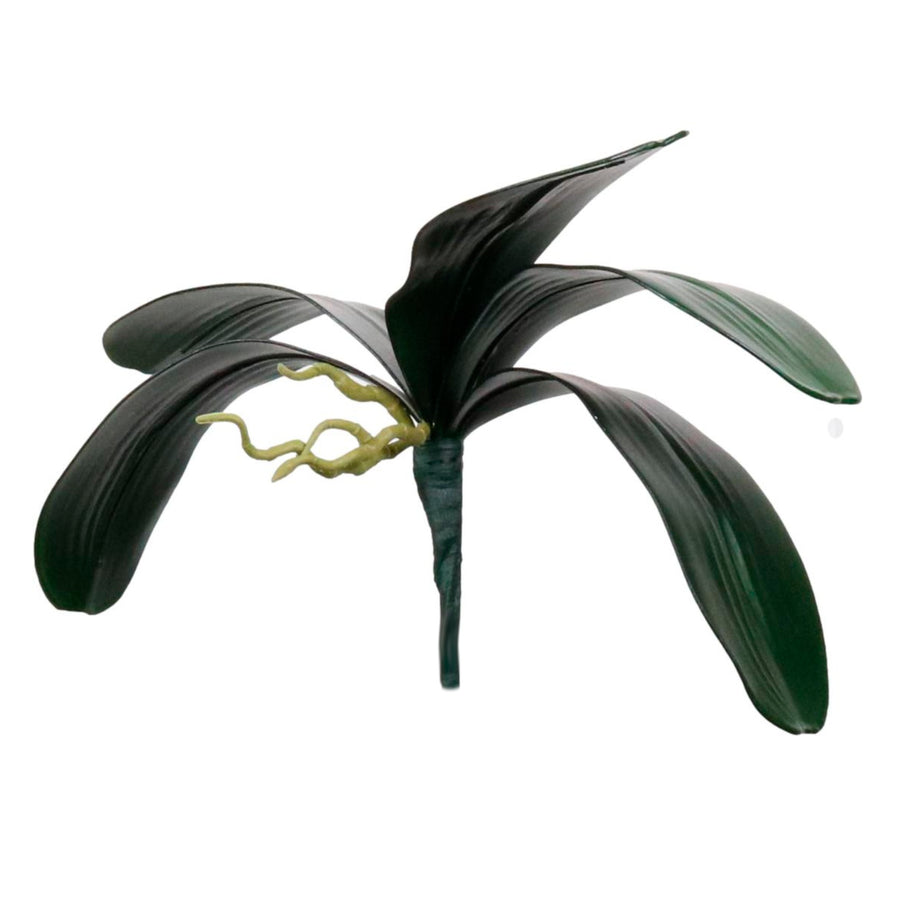 Phalaenopsis Leaf Natural Green (Large)
