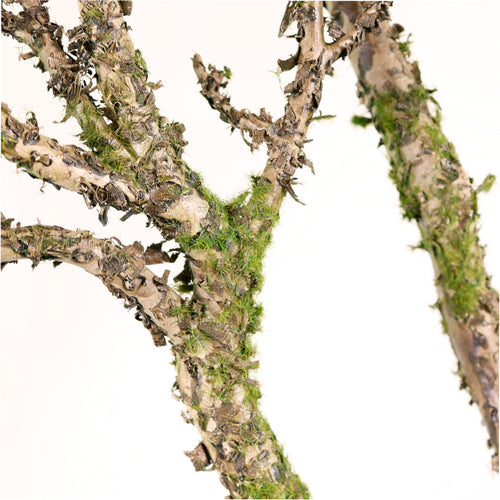 Wildwood Branch No:2