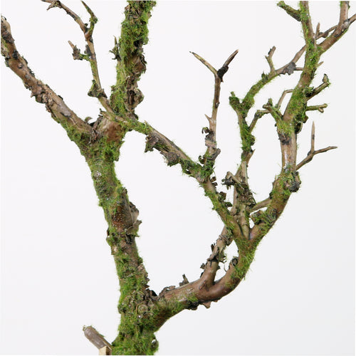 Wildwood Branch No:7