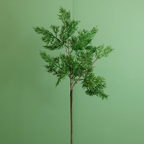 Premium Juniper Pine Conifer Stem (50cm)