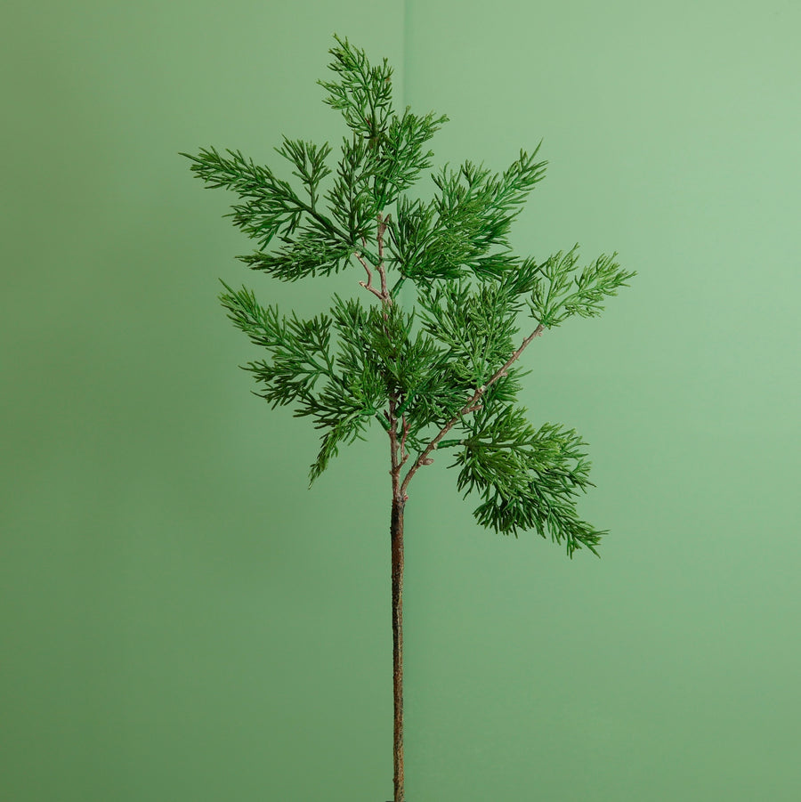 Premium Juniper Pine Conifer Stem (50cm)