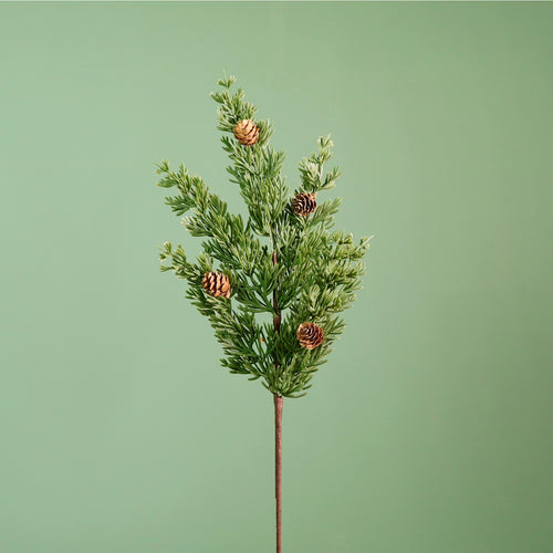 Premium Scotch Pine Medium Pic (55cm)