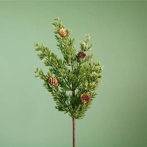 Premium Scotch Pine Medium Pic (55cm)