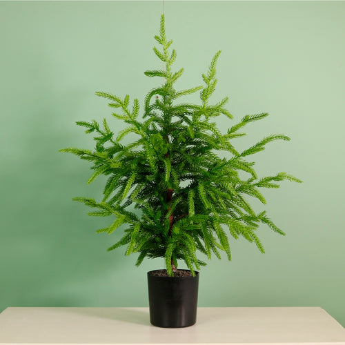 Real Touch Weeping Norfolk Pine Tree (60cm)