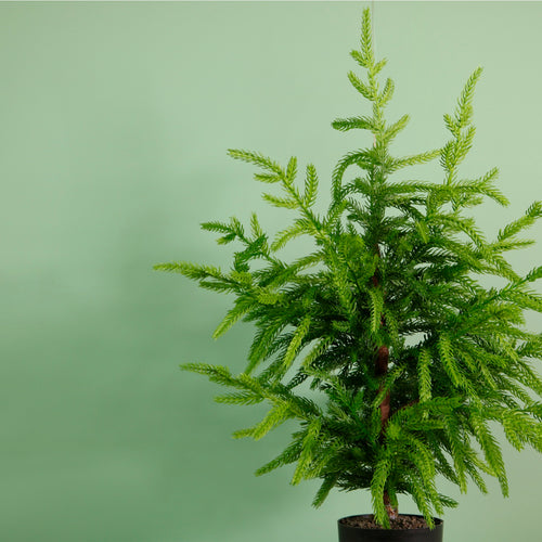 Real Touch Weeping Norfolk Pine Tree (60cm)