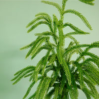 Luxury Weeping Norfolk Pine Spray (91cm)