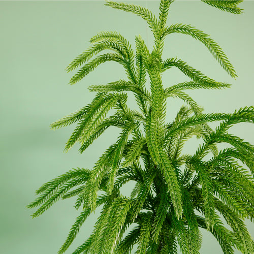 Luxury Weeping Norfolk Pine Spray (91cm)