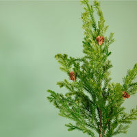 Real Touch Douglas As Fir Stem (89cm)