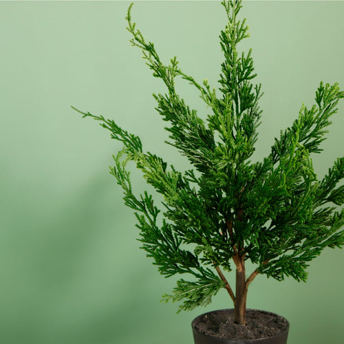 Premium Leylandii Conifer Mini Potted Tree