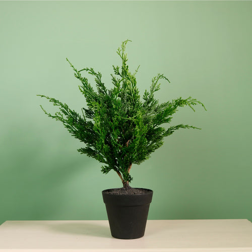 Premium Leylandii Conifer Potted Tree (45cm)