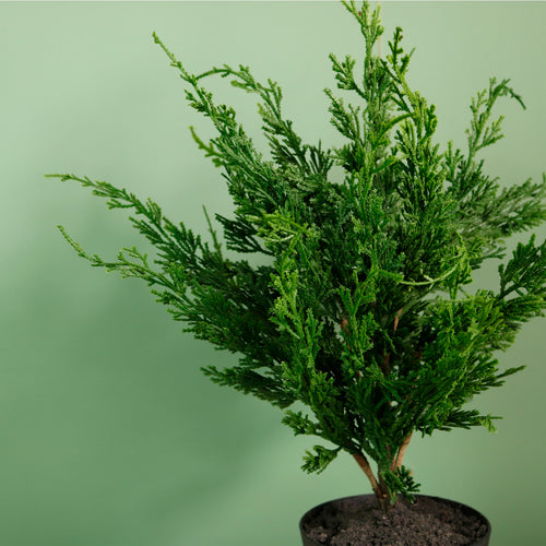 Premium Leylandii Conifer Potted Tree (45cm)