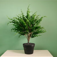 Premium Leylandii Conifer Potted Tree (70cm)